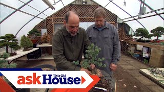 How to Create Bonsai from Regular Trees  Ask This Old House [upl. by Sorgalim247]