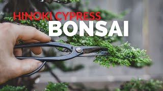 Hinoki Cypress Bonsai  BonsaiU [upl. by Henka898]