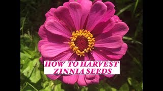 Growing Zinnias How to harvest their seeds from your Garden [upl. by Dielu]