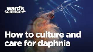 Caring and Culturing for Daphnia [upl. by Hamo]