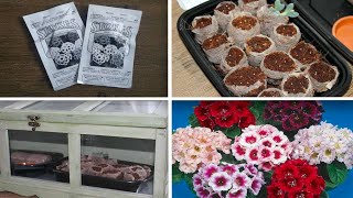 Planting GLOXINIA Seeds  Sinningia Seciosa  Stokes Seeds [upl. by Evy]