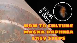 How to Culture Magna Daphnia Easily [upl. by Leeda359]