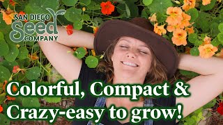 Companion Planting with Nasturtium  Edible Flower Gardening [upl. by Eddi862]