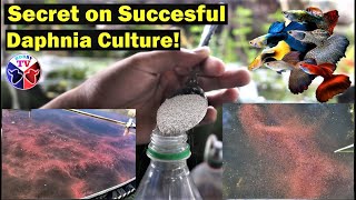 How to Culture Daphnia Successfully [upl. by Mahmoud]