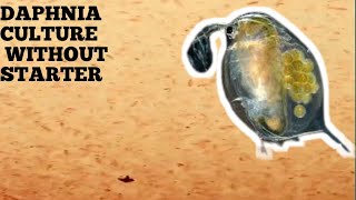 HOW TO CULTURE DAPHNIA NATURALLY WITHOUT A STARTER [upl. by Naneek]