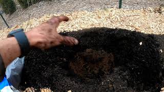 How to Acidify Your Soil Blueberry Bush Planting [upl. by Lebazej]