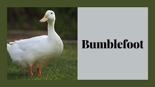 How to Tell Your Duck Has Bumblefoot Symptoms and Treatment [upl. by Pantia]