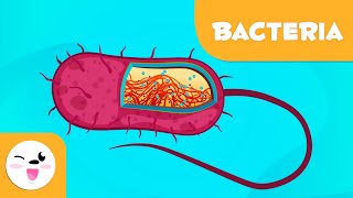 What are bacteria  Science for Kids [upl. by Oigres505]