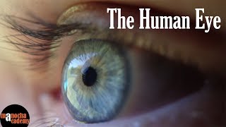 Human Eye [upl. by Wakeen]