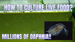 How to Culture Daphnia Secret Method to Breed MILLIONS  Simply Aquatic [upl. by Ybrek87]