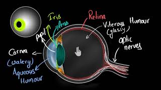 Structure of human eye Hindi  Human eye and the colourful world  Physics  Khan Academy [upl. by Cyrilla609]