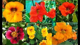 Nasturtiums Growing Uses and Benefits [upl. by Guerra]