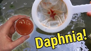 How I Culture Daphnia In Outdoor Tubs [upl. by Lyrej]