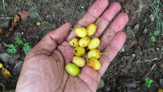 Growing Neem Tree from Seeds Complete Process [upl. by Kutzer]