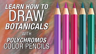 FaberCastell  Polychromos Color Pencil Demonstration [upl. by Lentha113]