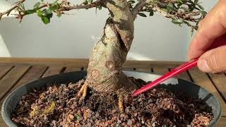 Create new bonsai nebari Force your bonsai to form a new root base Easy technique for a bonsaitree [upl. by Kared]