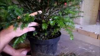 Bonsai einfach mal selber machen [upl. by Yousuf]