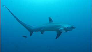 Facts The Thresher Shark [upl. by Keel804]