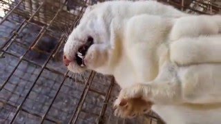 Caged Tortured and Gassed – The Life of Minks and Foxes on a US Fur Farm [upl. by Anirdnaxela]