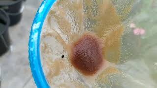 How to culture daphnia moina in a small container Part 1 English Subtitle [upl. by Eleon479]