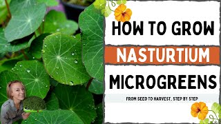 How to Grow Microgreens  Full Walkthrough with TIPS amp TRICKS  Nasturtium  On The Grow [upl. by Joan461]