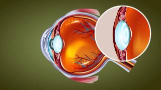 Human Eye  Class 10 Tutorial [upl. by Marcin]