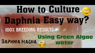 Daphnia MagnaHow to Culture Daphnia Easy wayCulturing Daphnia using Green water Daphnia [upl. by Hebe]