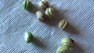 Collecting Nasturtium Seed [upl. by Annaer]