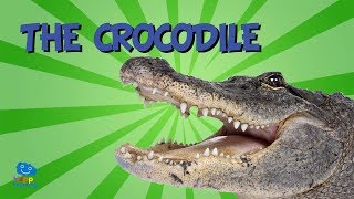 The Crocodile  Educational Video for Kids [upl. by Hillery]