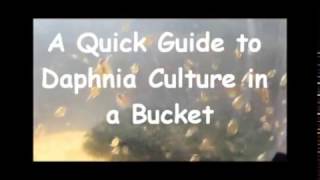 How to culture daphnia outside [upl. by Asirak]