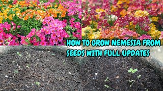 HOW TO GROW NEMESIA FROM SEEDS WITH FULL UPDATES [upl. by Lucila151]