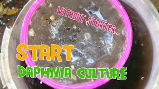 How to culture daphnia moina the easy way 1  Starting the Daphnia culture [upl. by Adnirol141]