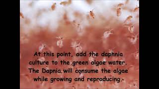 Daphnia  How to grow daphnia in your home [upl. by Ytirev472]