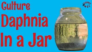 How to Culture Daphnia in a Jar [upl. by Jozef]