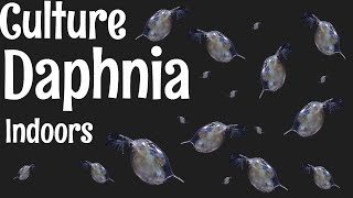 How to Culture Daphnia [upl. by Oloapnaig174]