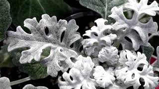 Dusty Miller plant Silver ragwort Jacobaea maritima [upl. by Ekard]