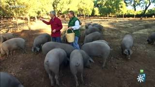 Andalucía Directo  Dehesa Cerdo ibérico [upl. by Olympium]