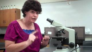 How to use a microscope and oil immersion [upl. by Flavian951]