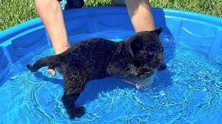 TEACHING BABY BLACK PANTHER HOW TO SWIM [upl. by Alma]