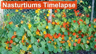 Nasturtiums Growing and Flowering 3Month Timelapse [upl. by Lebatsirhc]