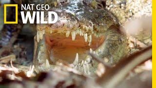 The Nile Crocodile Grows To Be How Big  Nat Geo Wild [upl. by Alver260]