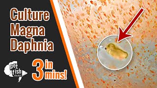 How to culture DAPHNIA MAGNA  The easy way [upl. by Stav468]