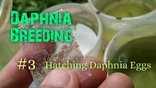 Daphnia Culture made simple and easy 3  Hatching Daphnia eggs [upl. by Etnwahs]