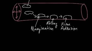 Margination Rolling Firm Adhesion Diapedesis Chemotaxis [upl. by Mommy]