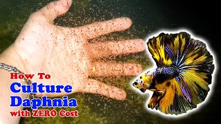 How to Culture Daphnia with ZERO Cost  Unlimited Live Food For Our Fish [upl. by Addy]