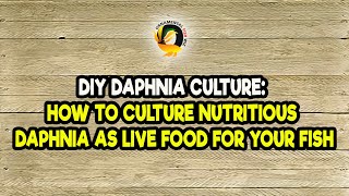 DIY Daphnia Culture How to Culture Nutritious Daphnia as Live Food for Your Fish [upl. by Spark]