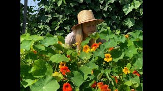 Nasturtium Easy to Grow and Delicious [upl. by Saimerej]