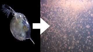 How I Culture Daphnia [upl. by Nyrb]