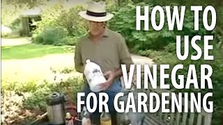 How To Use Vinegar For Gardening  The Dirt Doctor [upl. by Ettenej]