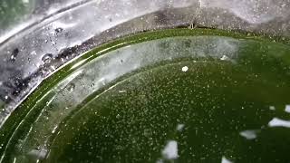 DAPHNIA MOINA CULTURE IN A SMALL BUCKET [upl. by Ettellocin171]